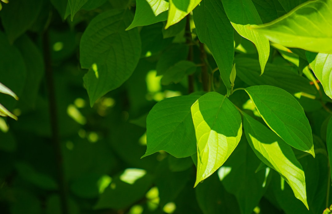 Photo Plant growth